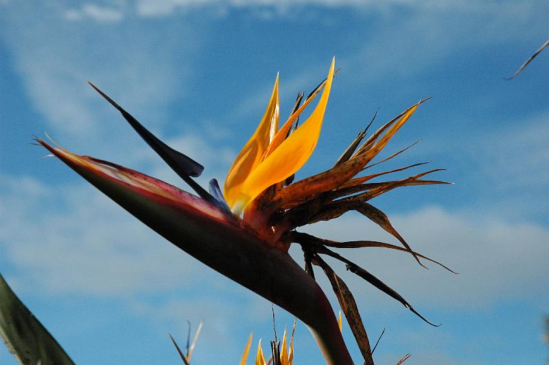 Bird of paradise.JPG